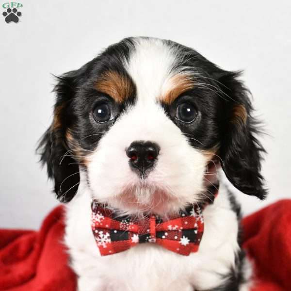 Eddie, Cavalier King Charles Spaniel Puppy